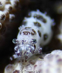 Night dive, found this shrimp when we were in safety stop~~ by Tommy Liu 